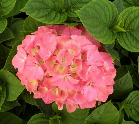 hydrangea king george