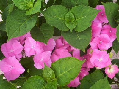 hydrangea teller pink