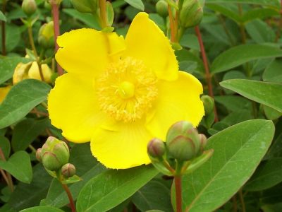 hypericum hidcote