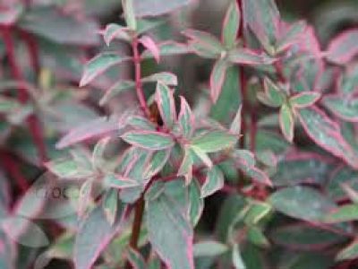 hypericum x moserianum tricolor
