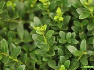 ilex crenata DARK GREEN