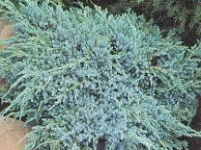juniper blue carpet