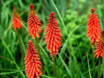 kniphofia redhot popsicle