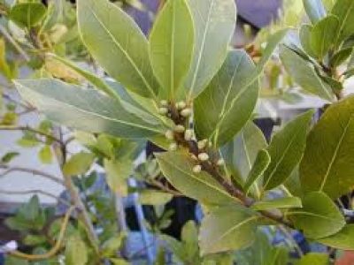 laurus nobilis