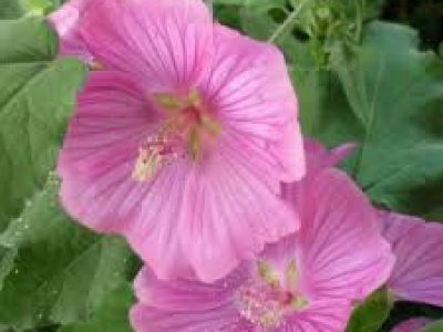 lavatera bredon springs