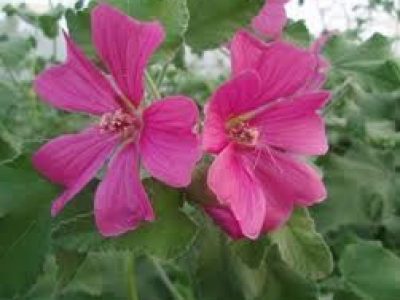 lavatera burgundy wine