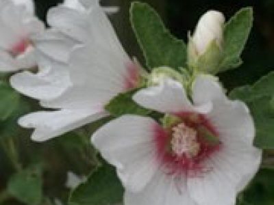 lavatera mary hope