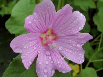 lavatera olbia rosea