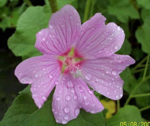 lavatera olbia rosea