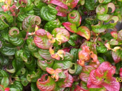 leucothoe curly red