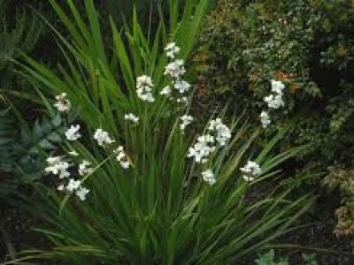 libertia grandiflora