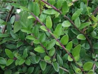 lonicera maigreen