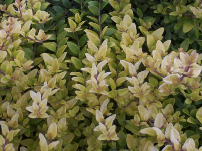 lonicera nitida baggesens gold