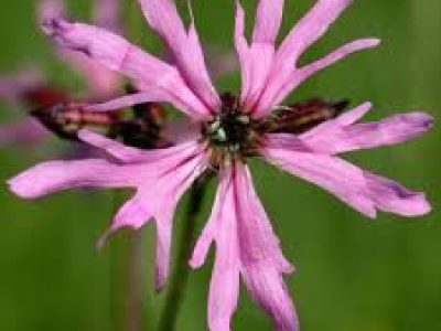 lychnis flos-cuculi nana