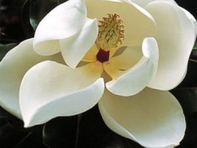 magnolia grandiflora francois treyve
