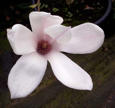 magnolia soulangeana