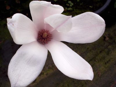 magnolia soulangeana
