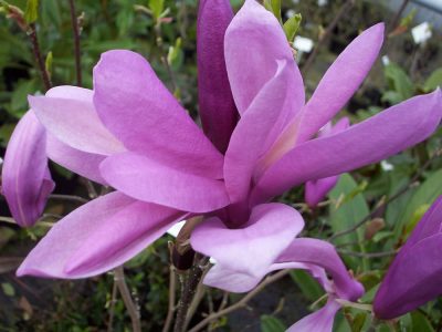 magnolia susan