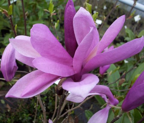 magnolia susan