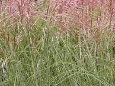 miscanthus sinensis MORNING LIGHT