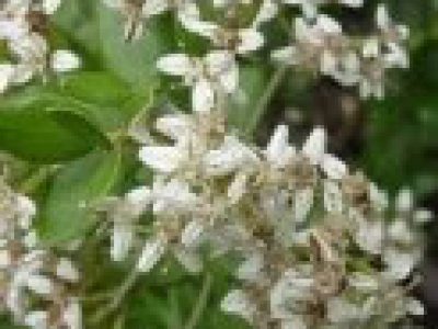 olearia_x_haastii