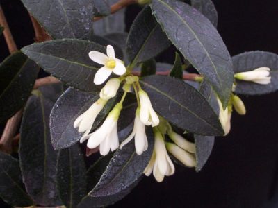 osmanthus x burkwoodii
