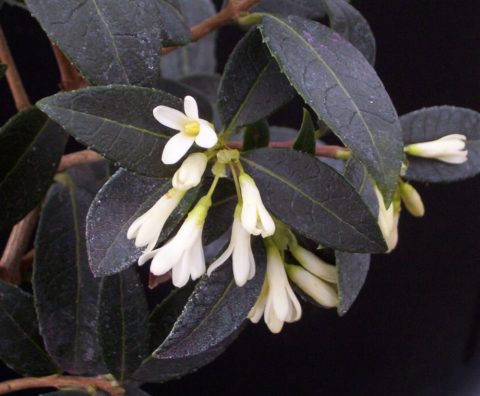 osmanthus x burkwoodii