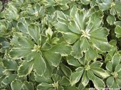 pachysandra variegata