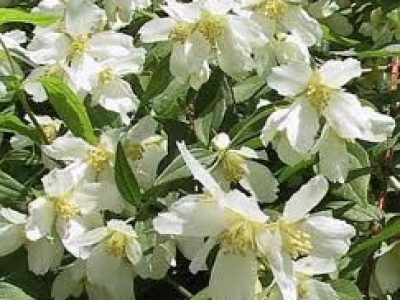 philadelphus LEMOINEI