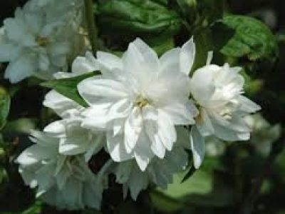 philadelphus MINNESOTA SNOWFLAKE