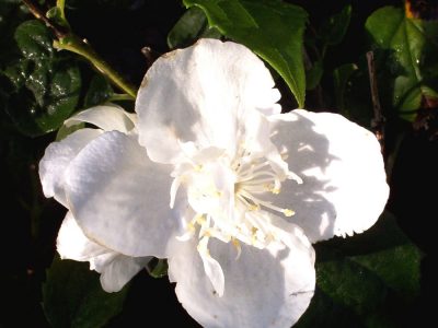philadelphus virginal