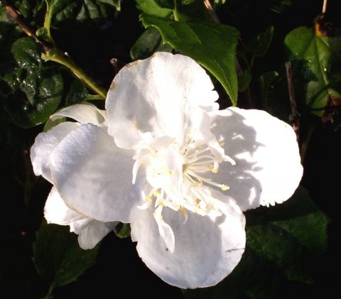 philadelphus virginal