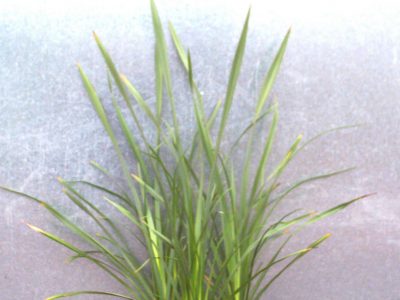 phormium tenax