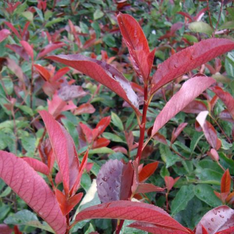 photinia-little red robin