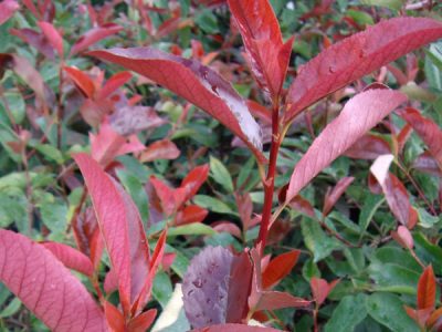photinia-little red robin
