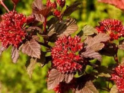 physocarpus diabo d'or