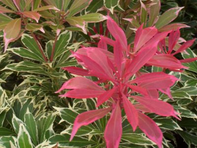 pieris carnival