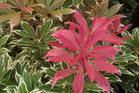 pieris carnival