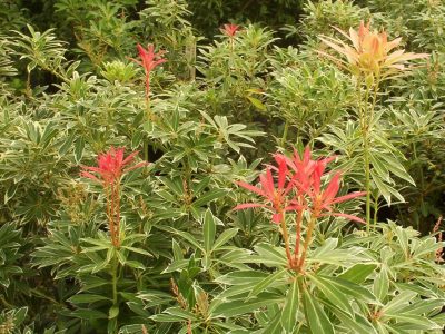 pieris flaming silver