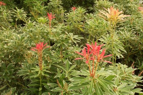 pieris flaming silver