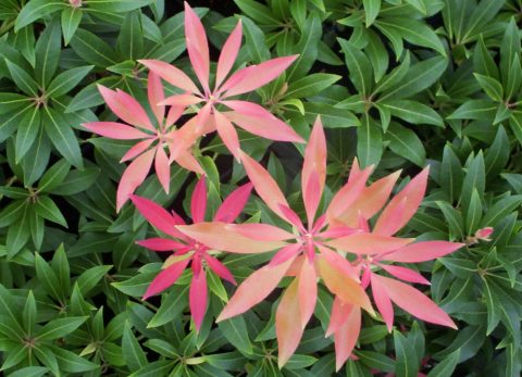 pieris forest flame 2