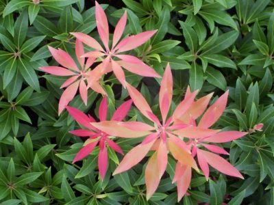 pieris forest flame 2