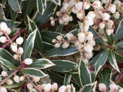 pieris little heath