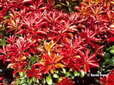 pieris mountain fire