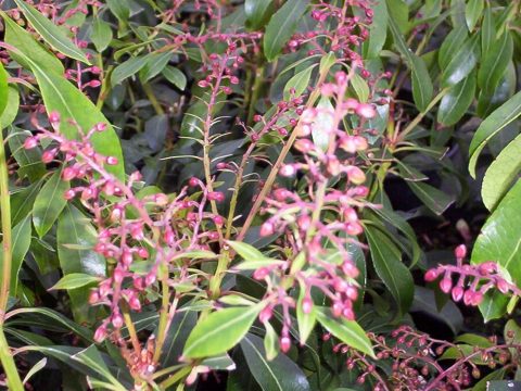 pieris pink delight