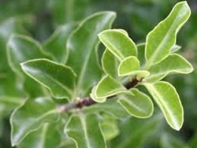 pittosporum arundel green