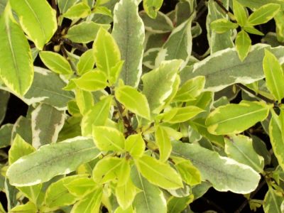 pittosporum eugenioides variegatum