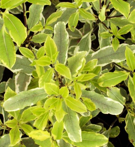 pittosporum eugenioides variegatum