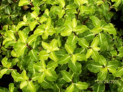 pittosporum goldstar