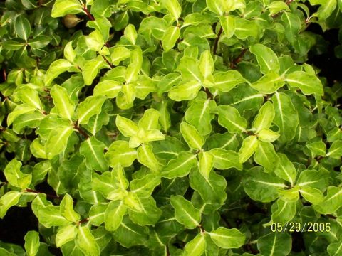 pittosporum goldstar